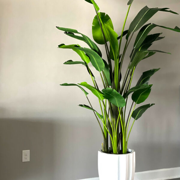 Alicante planter in glossy white with 2.7 m bird of paradise